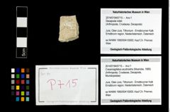 Foto (Objekt + Etikett) von Cracensigillatus acutirostris (Moericke, 1889)  (NHMW-GEO-2014-0194-0715)